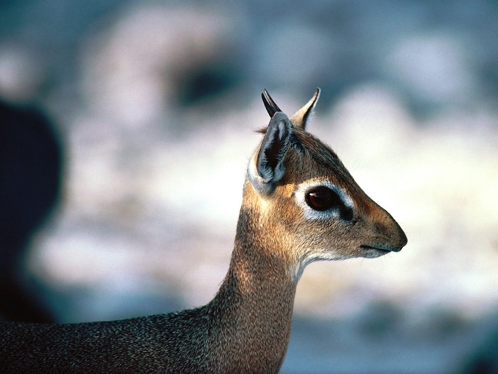 Dik-Dik Male